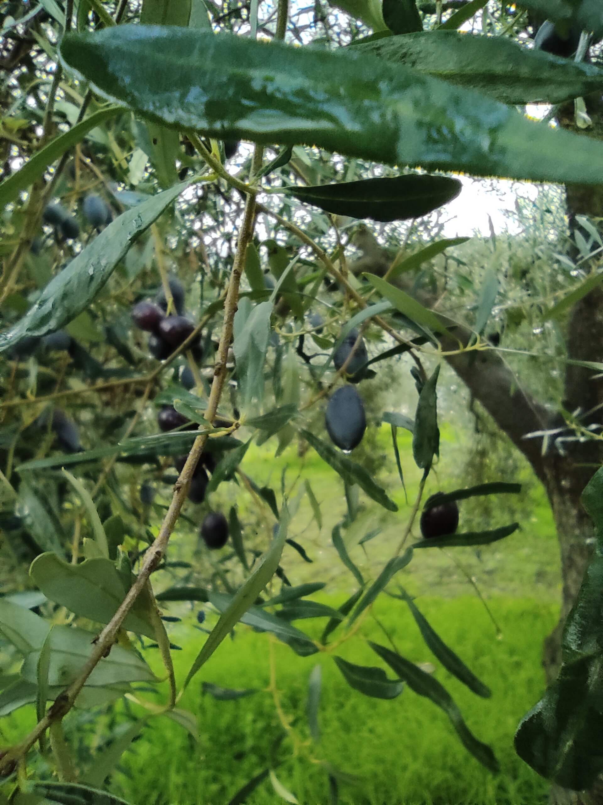 Organic Kalamata olives 
